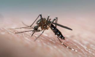 Dengue: Se reportaron 63.399 contagios y 42 muertos en la última semana