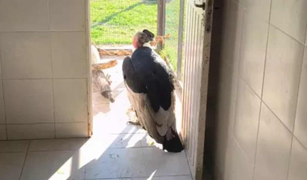 “Puriq”, el condor encontrado en San Lorenzo sin poder volar, sigue bajo chequeo médico en la Universidad Católica de Salta