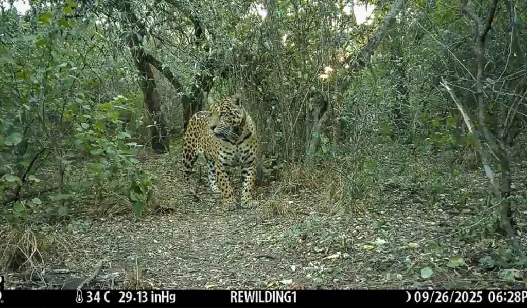 Una Fundación estima una población de 250 yaguaretés en Argentina, 60 habitan en Salta