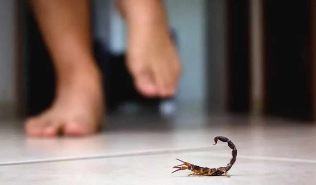 Hasta mediados de octubre se notificaron 403 picaduras de alacranes en la provincia de Salta