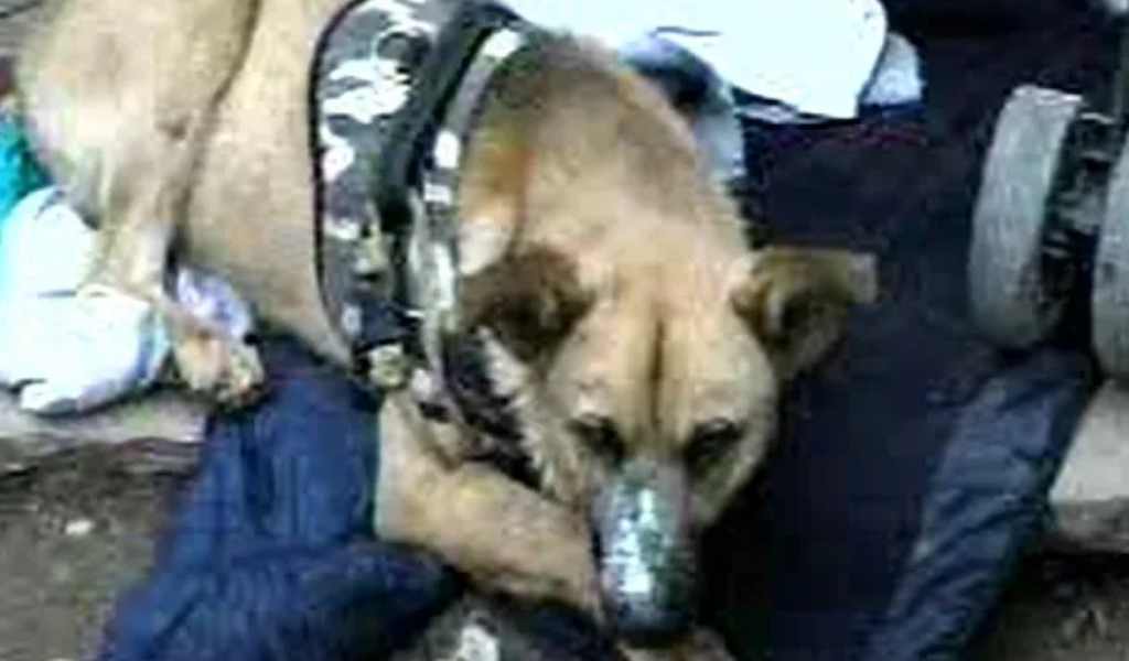 Héroe herido: Brutal ataque a machetazos contra un perro que defendió su hogar de un robo en un barrio de la ciudad de Salta