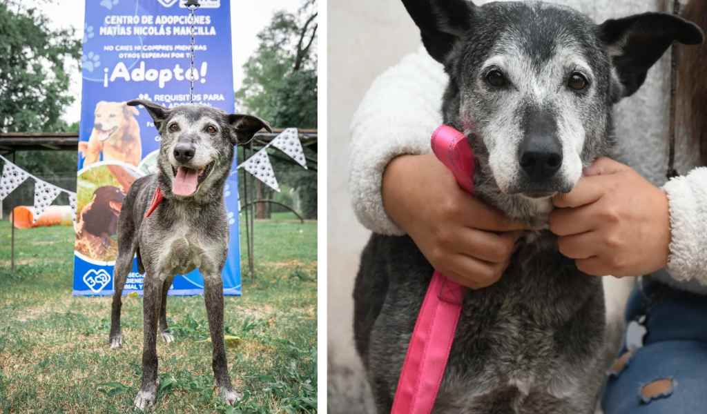 Desde el municipio de Salta informaron que Xuxa fue adoptada y ahora tiene un nuevo hogar