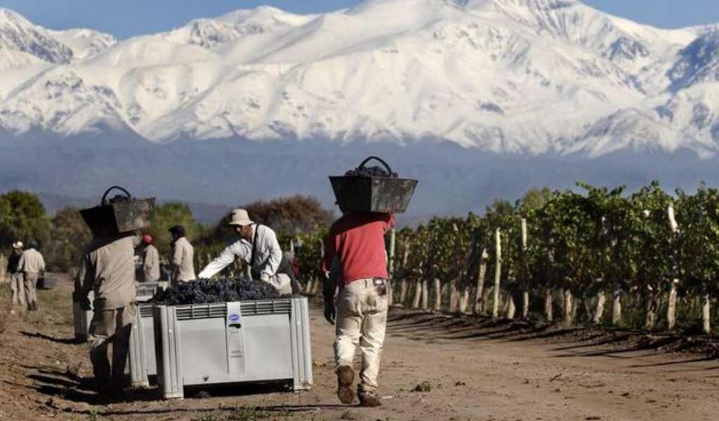 Bajaron las exportaciones y "miles de familias viñateras de Mendoza están al borde de la desaparición"