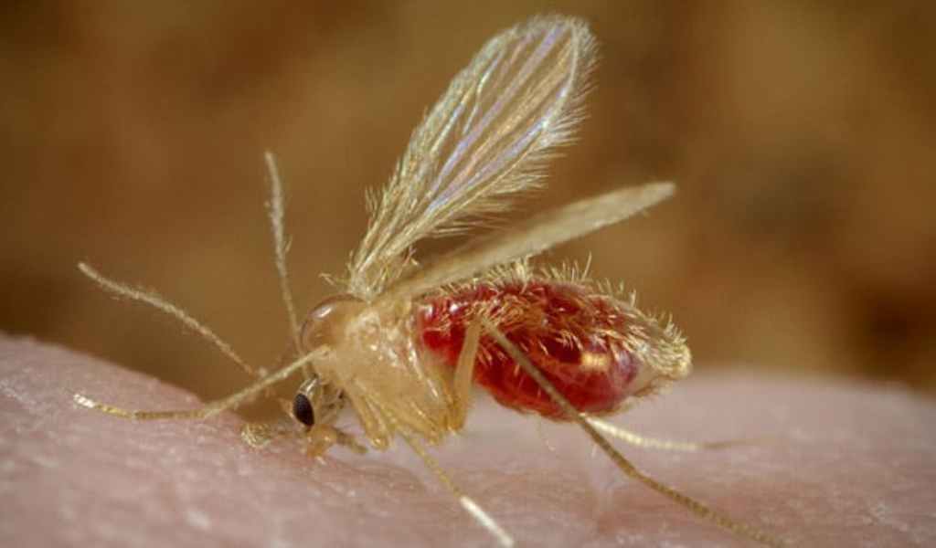 Suman 32 los casos de leishmaniasis cutánea humana en la provincia. La mayoría se registraron en Orán