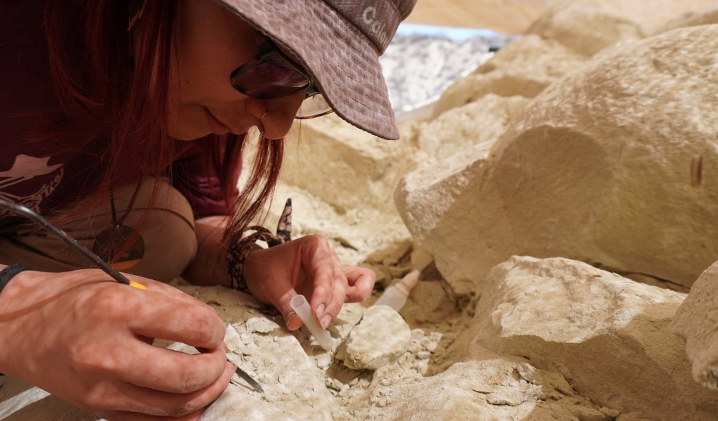 Paleontólogos del Conicet transmitirán en vivo la búsqueda de fósiles de dinosaurios