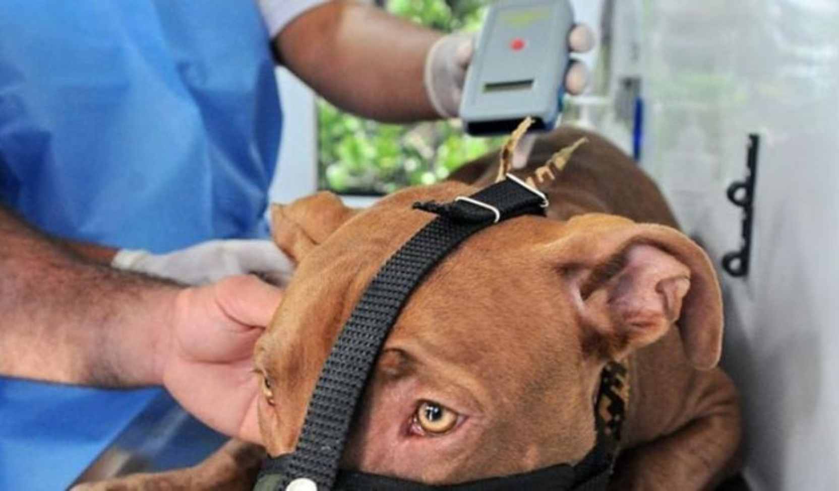 En la ciudad de Salta será obligatorio la identificación con microchips de los perros considerados potencialmente peligrosos