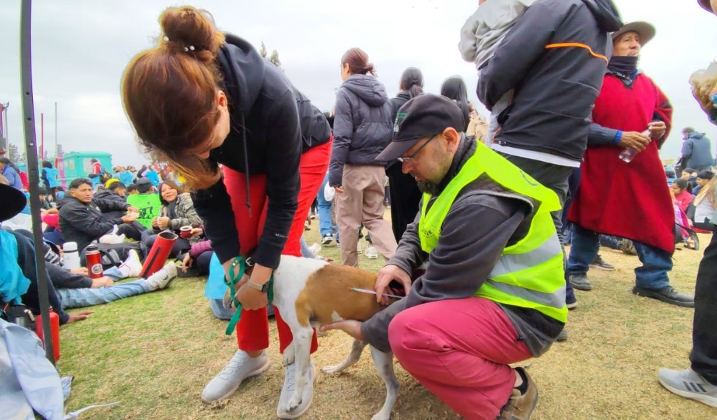 Bienestar Animal: Durante el Milagro habrá un programa de identificación de perros