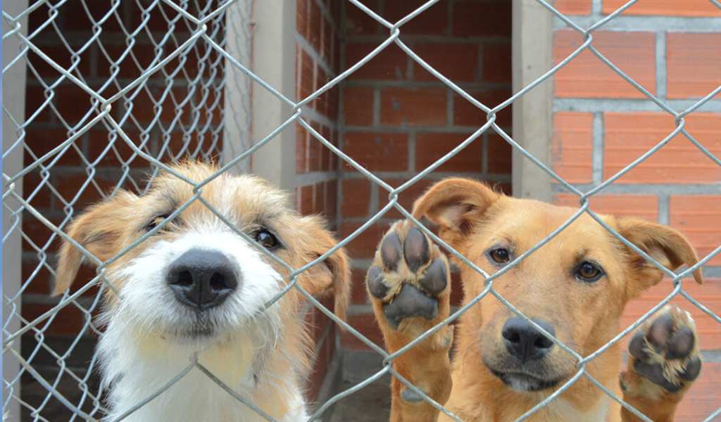 Propuesta en Cafayate: Quienes dejen animales en la vía pública deberán pagar por su permanencia en el refugio municipal