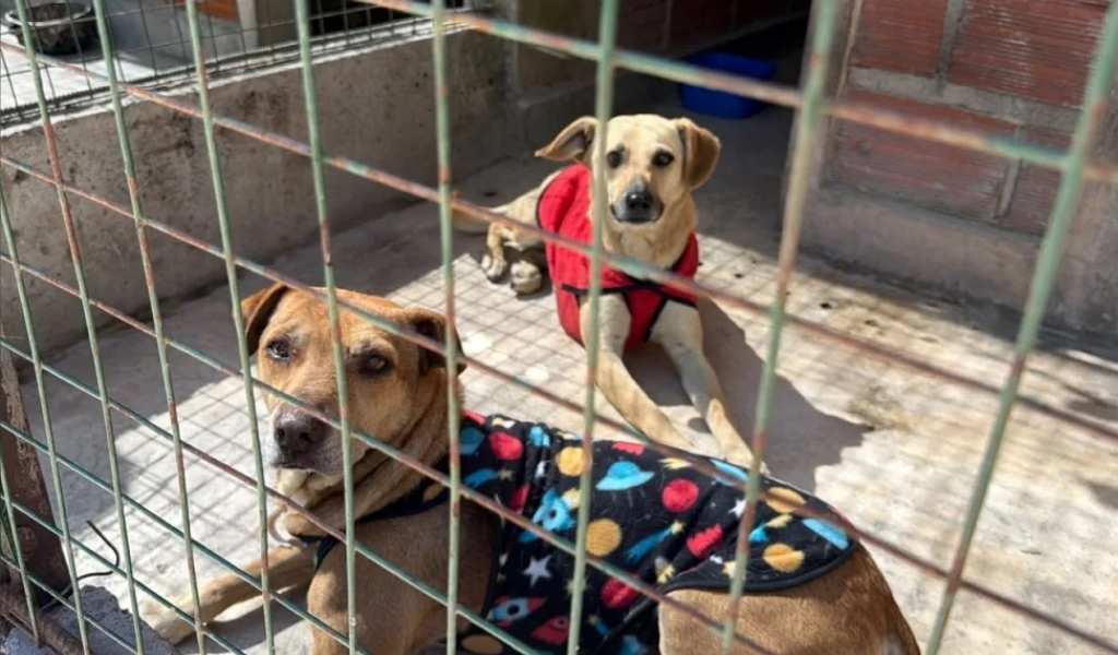 Perros extraviados durante la Fiesta del Milagro: continúa la búsqueda de sus familias