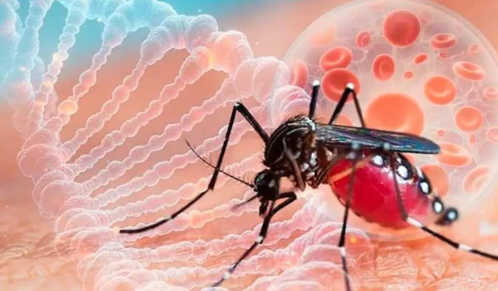 En los últimos meses confirmaron 2.440 casos de chikungunya en Salta: El 95% se dieron en San Martín, Orán y Anta