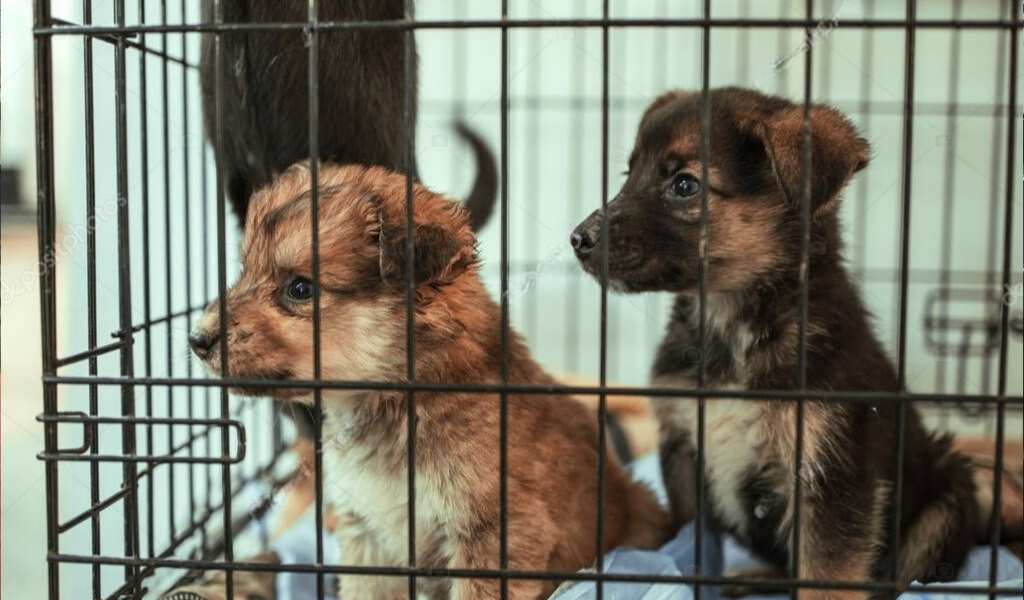 El drama del tráfico de mascotas en la frontera: Cachorros enfermos y sin vacunar llegan a Salta desde Bolivia