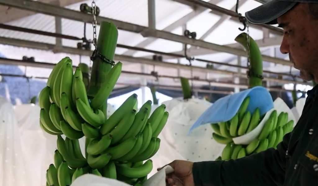 Sin el apoyo de La Libertad Avanza la Cámara de diputados de Salta aprobó un proyecto que protege la producción de la banana