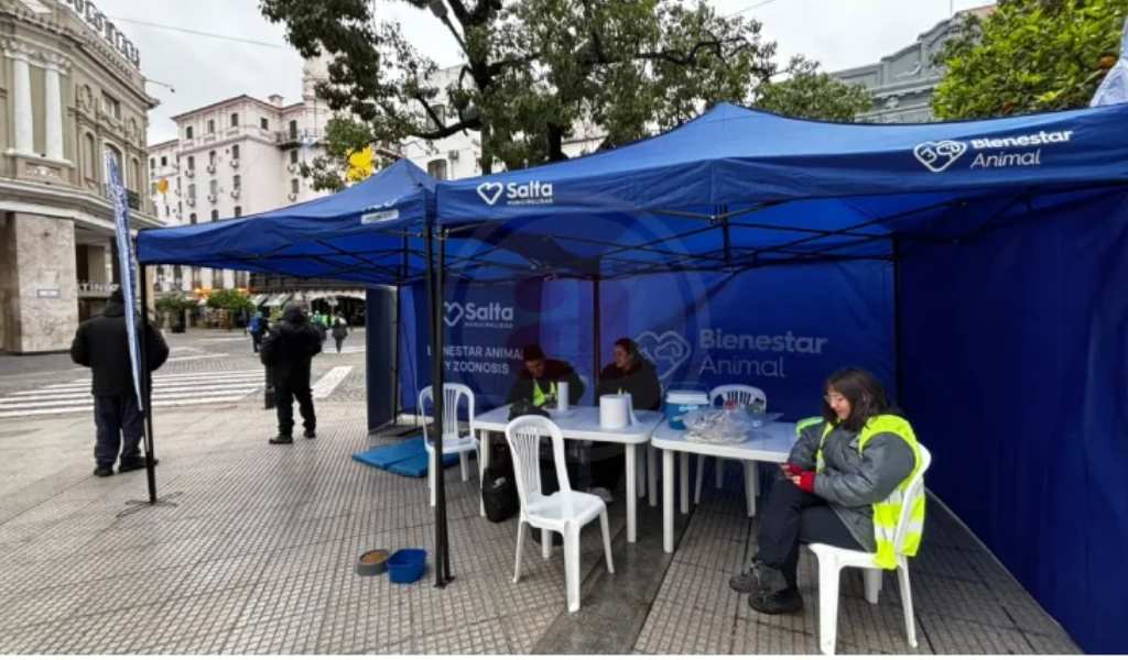 Siguiendo a los peregrinos 17 perros fueron recogidos en un solo día en la Plaza 9 de Julio
