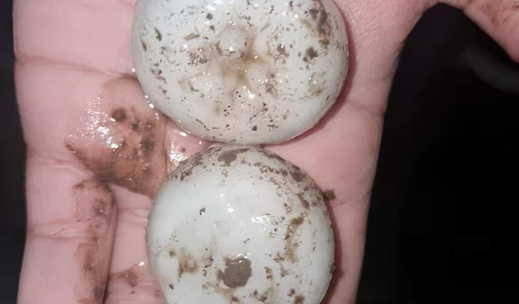 Granizo gigante y fuertes tormentas afectaron en las últimas horas a más de 10 provincias de la Argentina
