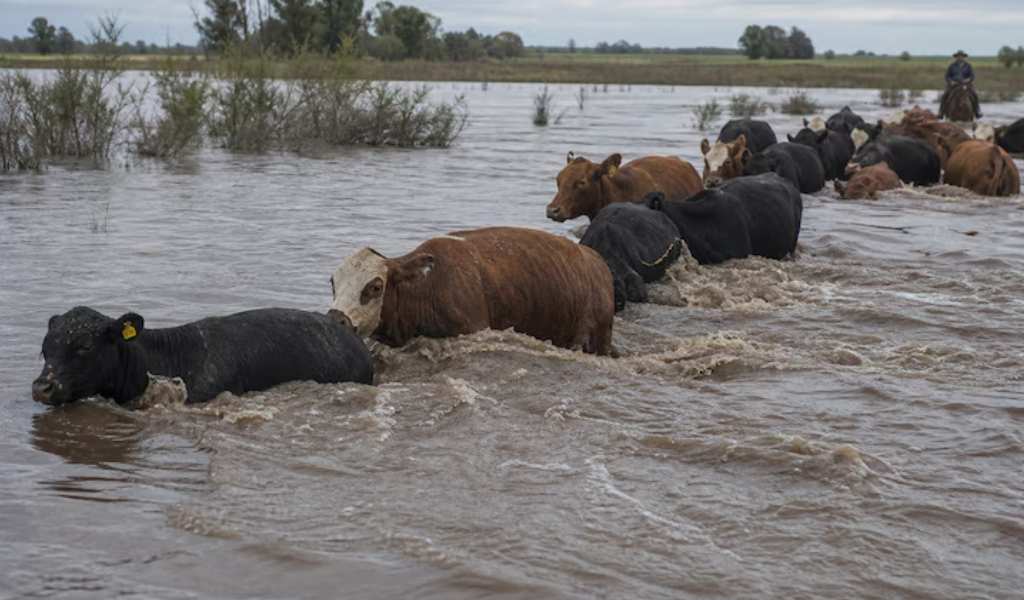Preocupación en el sector ganadero: El Niño pone en riesgo al ganado y podría subir el precio de la carne