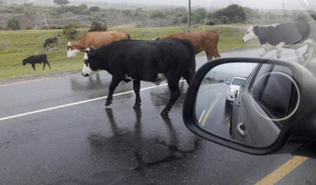 Avanza un proyecto en Salta para que quienes dejen animales sueltos paguen entre 300 y 700 mil pesos de multa por día