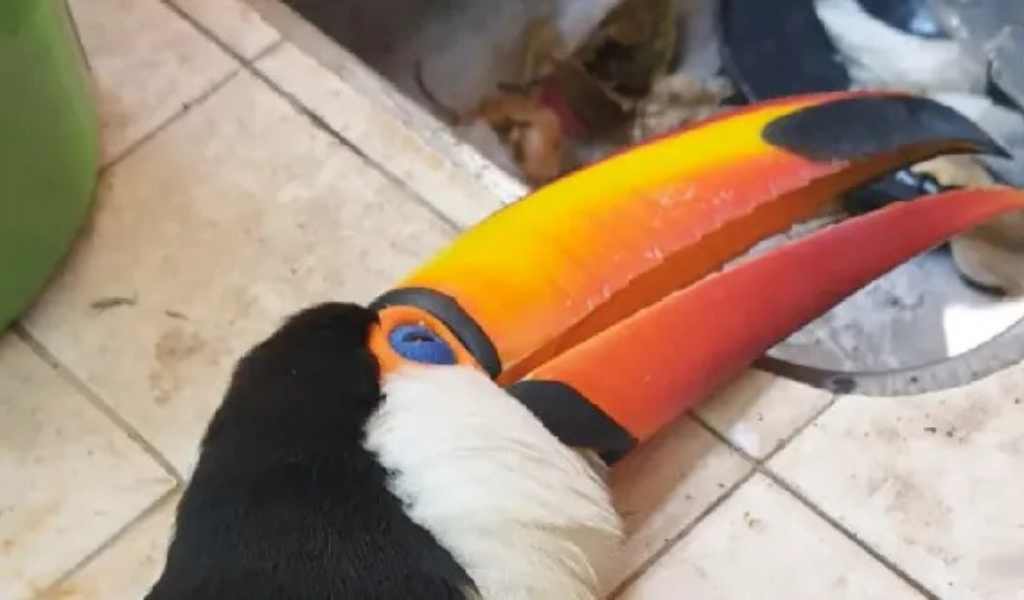 En Metán y en Embarcación siguen matando e hiriendo a tucanes