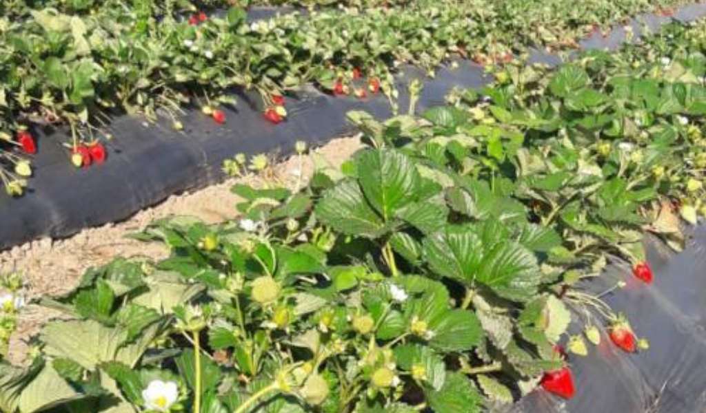 Por las heladas se perdió el 50% de la producción de frutillas en Rosario de Lerma, Cerrillos y Vaqueros