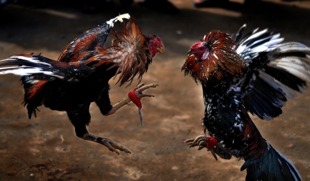 Rescatan en el Valle de Lerma a gallos de riña y se los entregan a proteccionistas