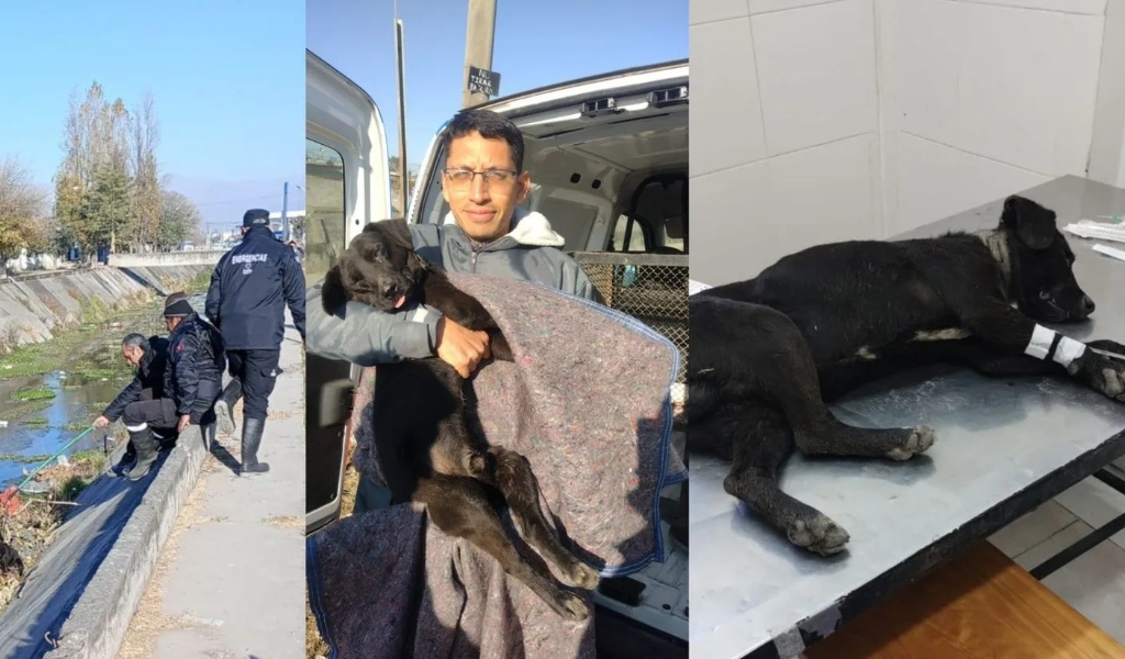 Evolucionan favorablemente los últimos perros rescatados en la vía pública por personal del municipio salteño