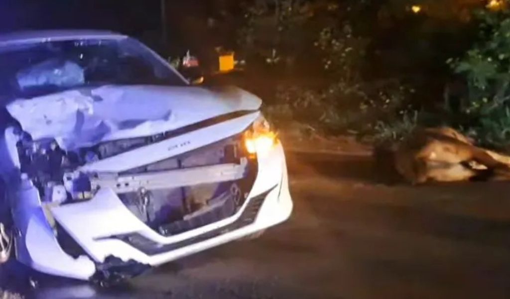 Un caballo suelto causó un terrible accdiente en la ruta que va de Tartagal a Mosconi
