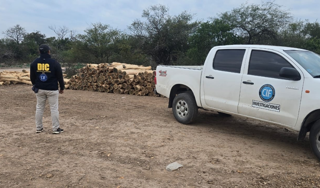 Comunidades originarias se cansaron de denunciarlos: En el norte de Salta detuvieron a 6 hombres por la extracción ilegal de madera de especies nativas