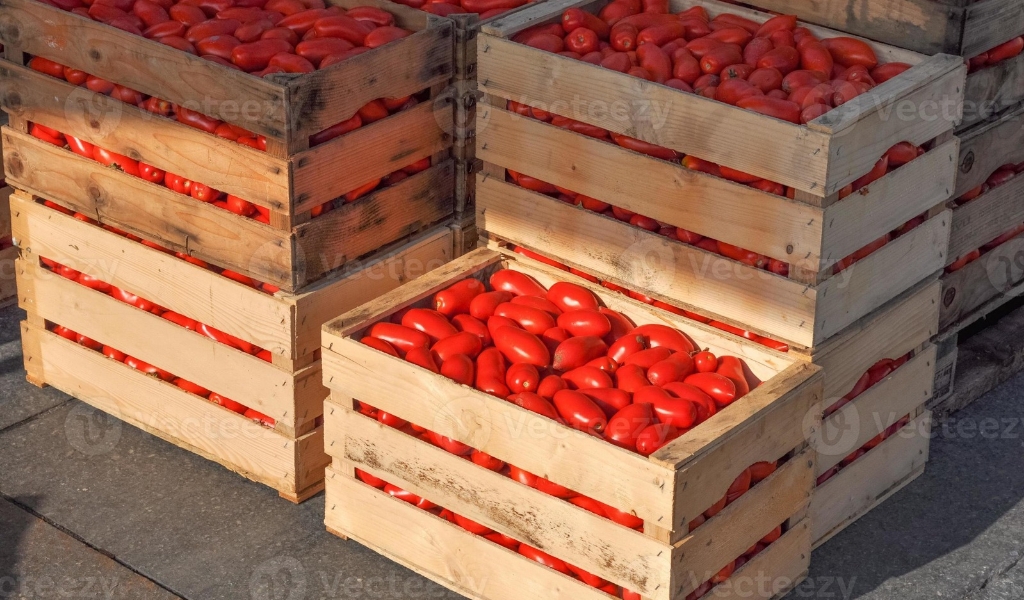 Productores hortícolas advierten que vender el tomate a $3.000 o $4.000 el cajón implica trabajar a pérdida