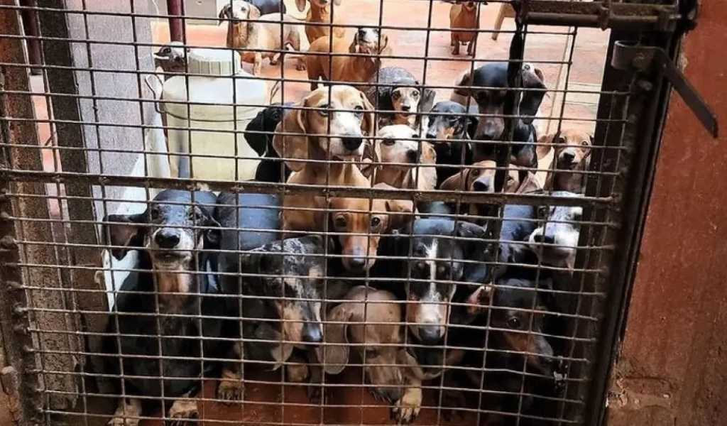 Es alarmante el aumento de contrabando de perros de raza en Salta