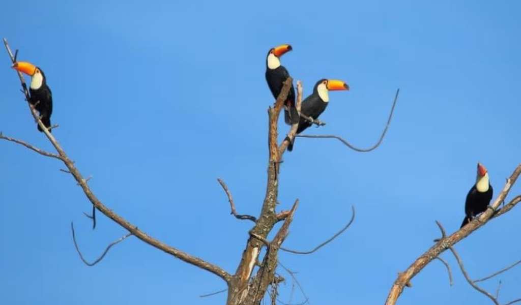 Se observan con más frecuencia tucanes, garzas y flamencos: En zonas urbanas de Salta