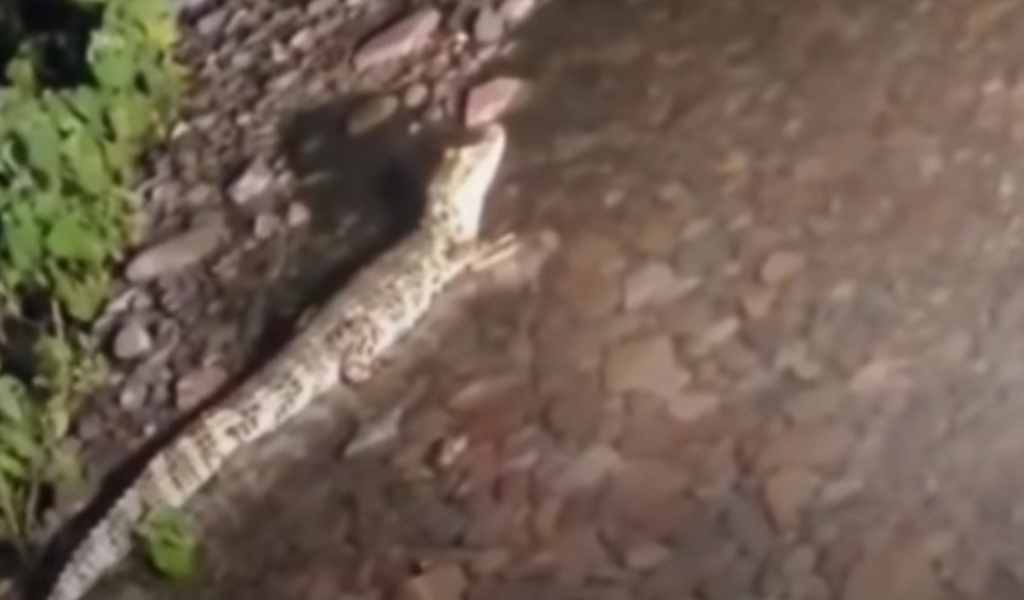 Vecinos registraron en imágenes la presencia de yacarés en plena noche sobre el río Las Tres Palmeras en zona oeste