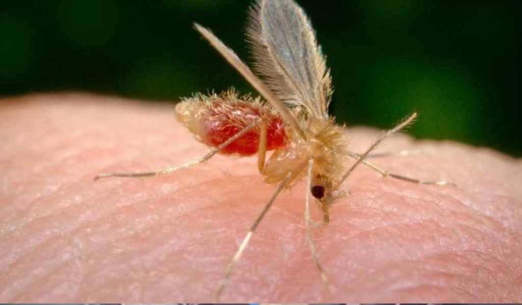 En 2025 se registraron 36 casos de leishmaniasis cutánea humana en Salta