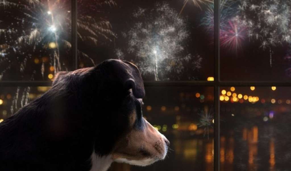 La Asociación Protectora de Animales de Salta advirtió que al menos 62 perritos se perdieron durante la Navidad por la pirotecnia