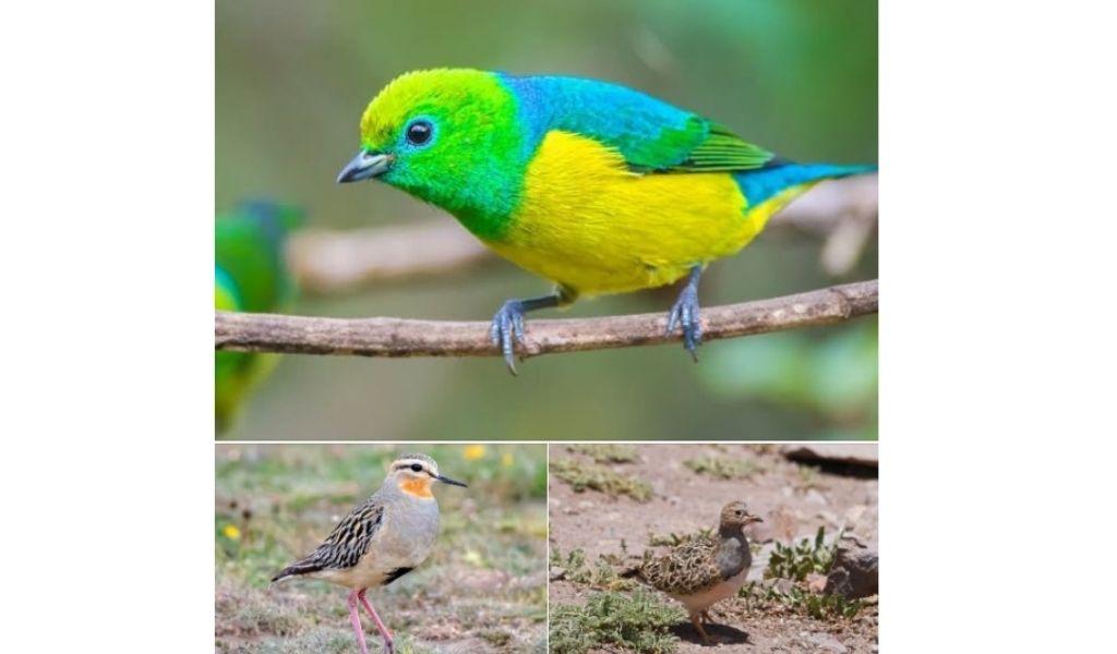 "Big Day": Con 472 especies registradas, Orán vuelve al centro de la escena en el mapa mundial de aves