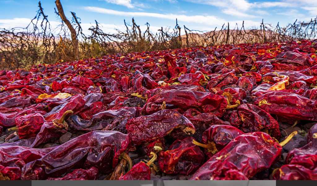 Más de 100 hectáreas de hortalizas en Payogasta resultaron afectadas por granizo: "Las pérdidas alcanzan los $600 millones"