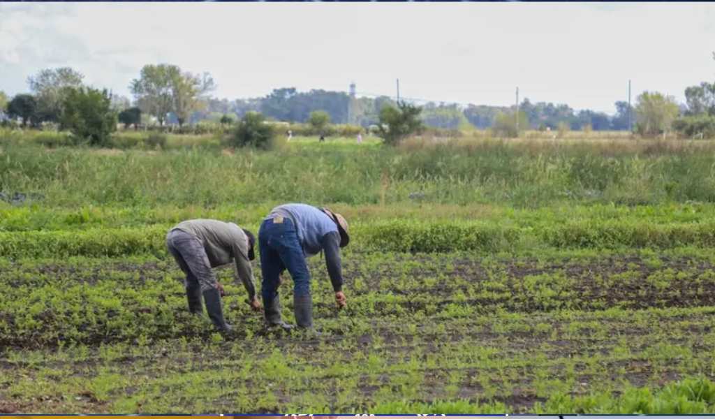 Agricultura familiar en crisis: Casi el 70% de los hogares campesinos en Argentina son pobres