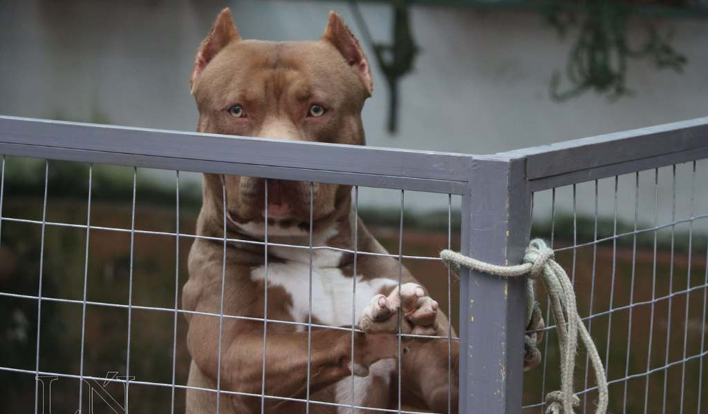 La Justicia ordenó el secuestro de un pitbull  que mordió a varios vecinos en barrio  Santa Cecilia