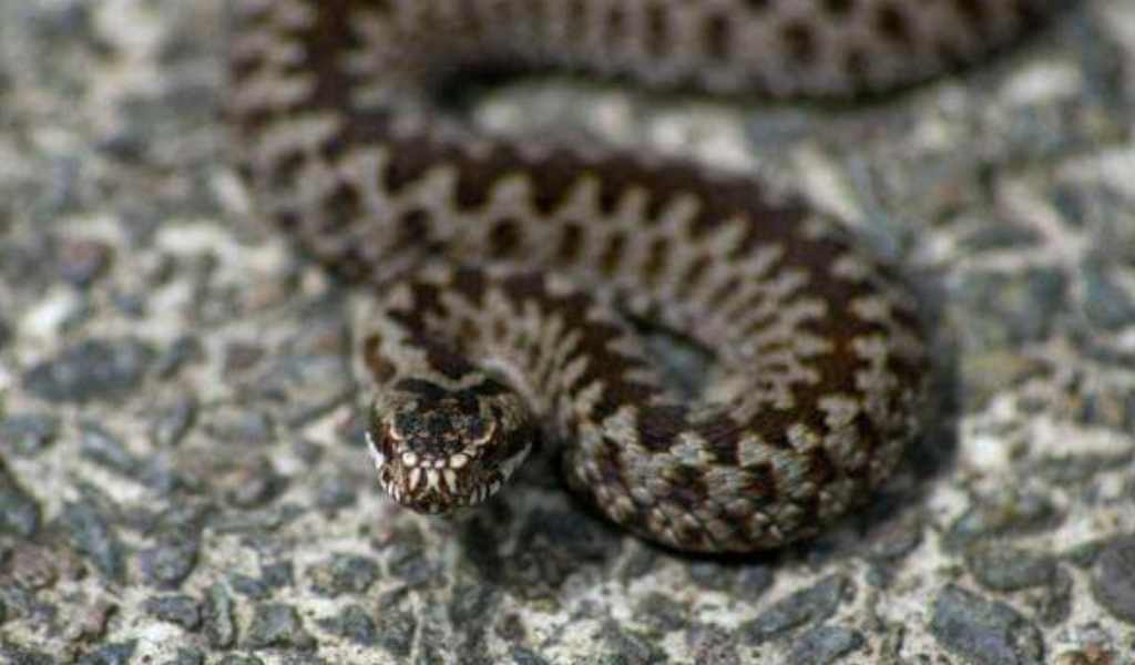 “¡Una yarará dentro de mi casa!”: El susto de una vecina en El Huaico