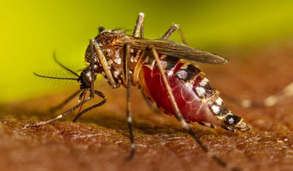 "La enfermedad que enocorva del dolor": La provincia de Salta acumula un total de 322 casos confirmados y 19 casos probables de Chikungunya