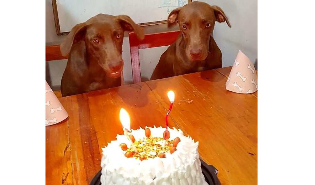 Cumpleaños en la Policía de Salta: Nimble y Keyser celebran su primer año en la División Canina