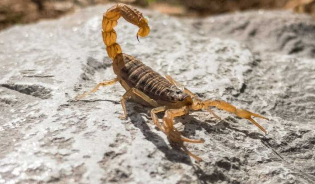 Cerca de 200 picaduras de alacranes fueron notificadas durante el primer trimestre del 2026 en Salta