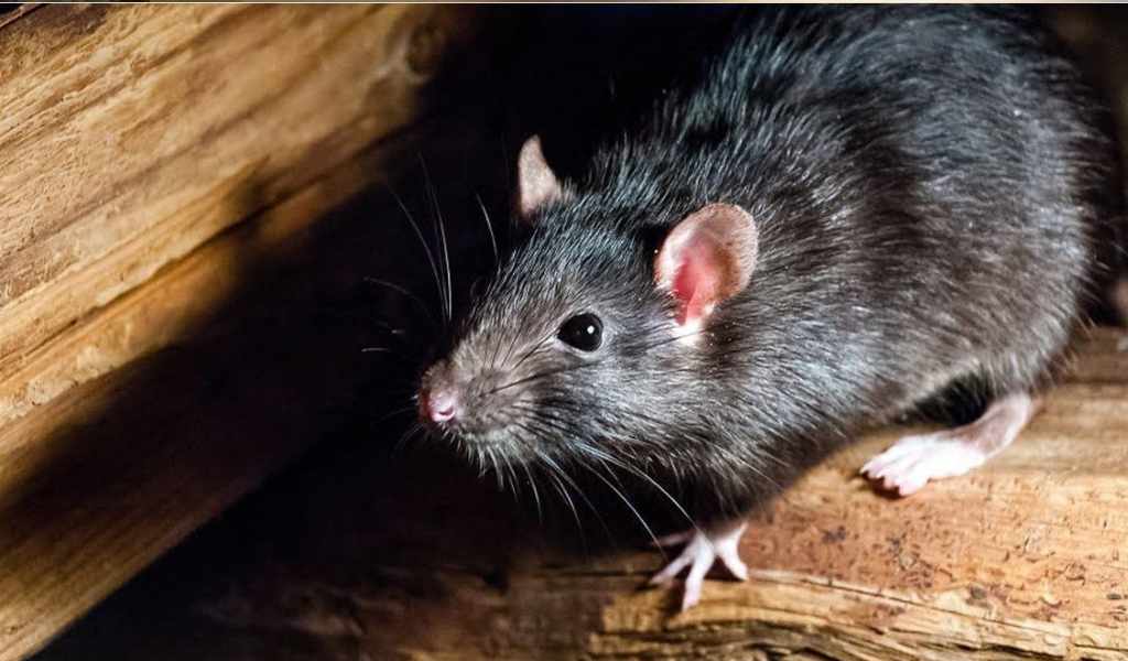 Alerta en el norte salteño: Son cuatro los fallecidos por Hantavirus  en lo que va del año. Hay 14 infectados