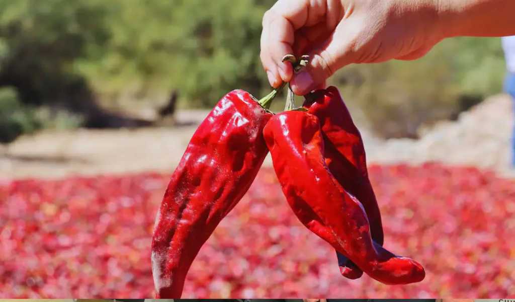 Un paisaje especial: Cada otoño, la cosecha y el secado artesanal del pimiento tiñen de rojo los Valles Calchaquíes