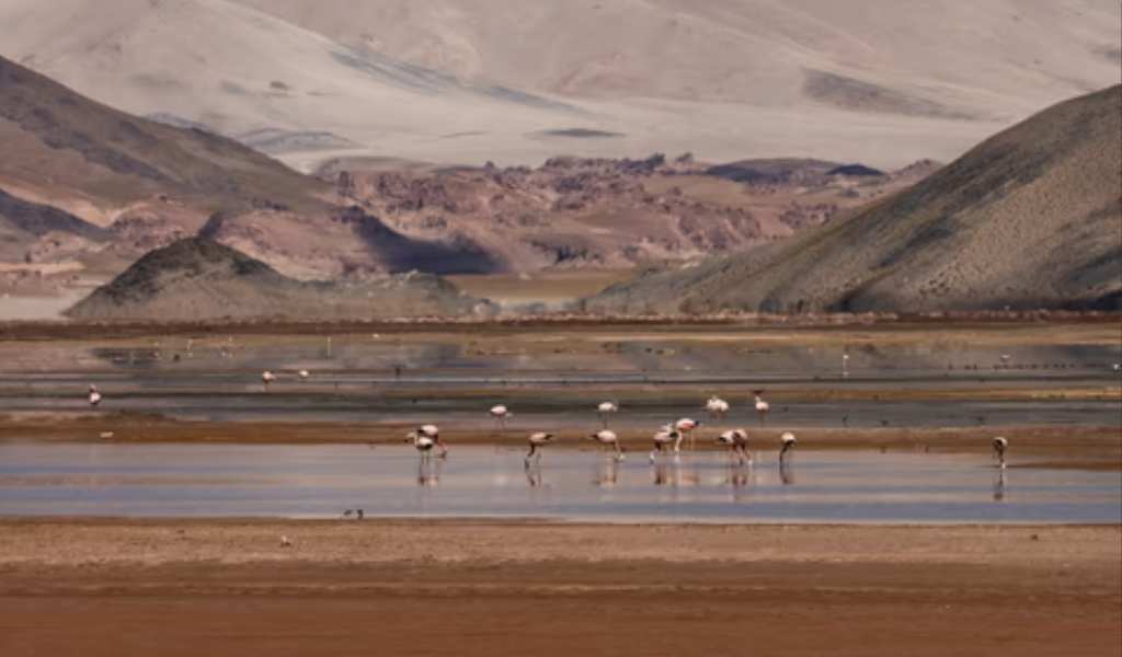 La Puna se viste de rosa: La hermosa postal sobre el regreso de los flamencos a los salares salteños