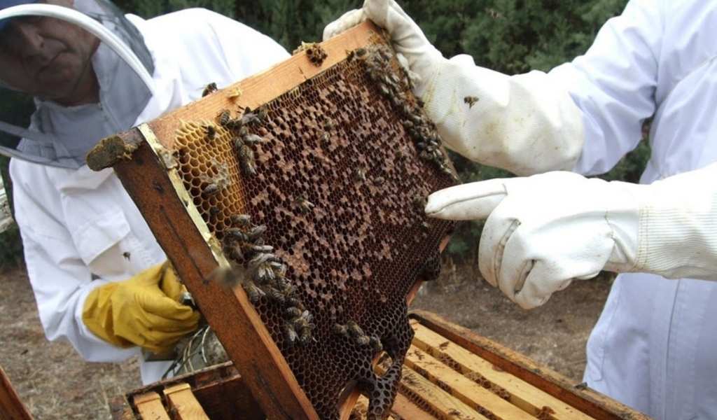 En el sur de Salta desconocidos entraron a un galpón, quemaron colmenas, robaron miel y mataron cientos de abejas