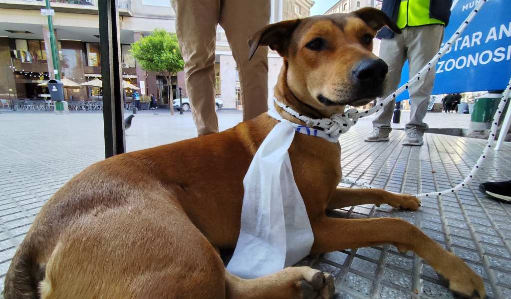 Milagro 2026: El Municipio de Salta lanza una campaña para evitar el extravío de perros en las peregrinaciones