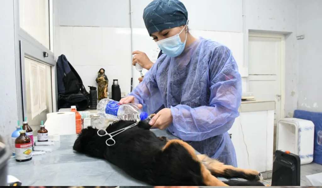 Este viernes 5 habrá un operativo especial de castración en las inmediaciones del Relleno Sanitario San Javier