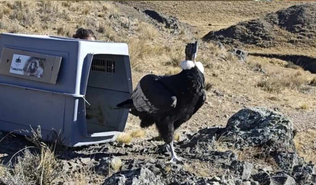"Lo envenenaron": Rescataron curaron y liberaron en Salta a un cóndor andino con signos de intoxicación por cebos tóxicos