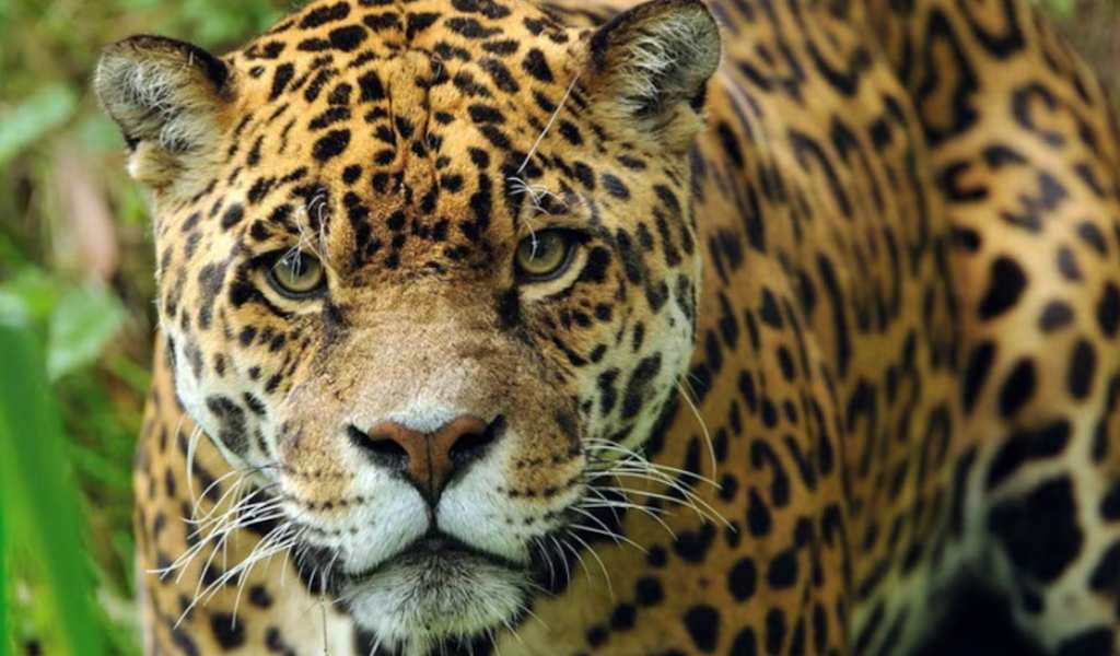 Salta es la provincia argentina con mayor diversidad de fauna: De 161 especies, 27 están amenazadas