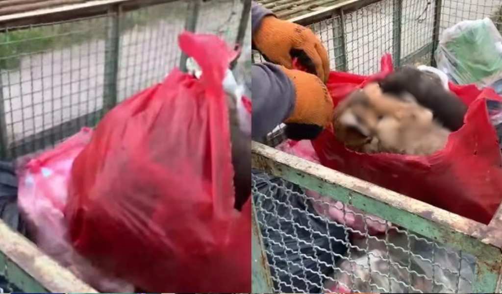 Detienen a un hombre de 70 años quien habría dejado 5 cachorros muertos en un cesto de basura en Rosario de Lerma