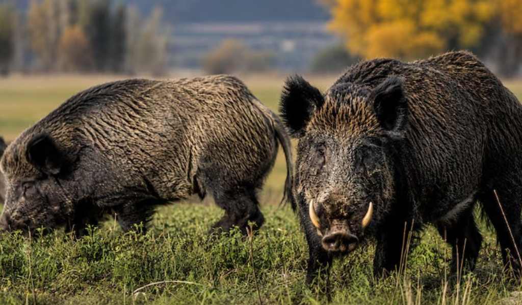 En Argentina, el avance del jabalí europeo se convirtió en una plaga y causan pérdidas millonarias a productores agropecuarios